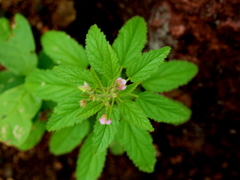Hermannia boraginiflora