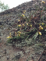 Dendrobium striolatum