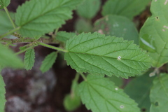 Hermannia boraginiflora