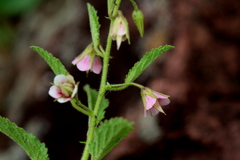 Hermannia boraginiflora