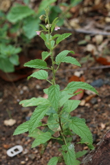 Hermannia boraginiflora