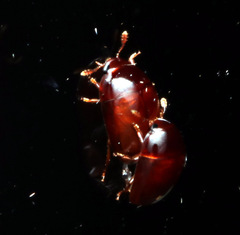 Phalacridae