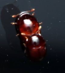 Phalacridae