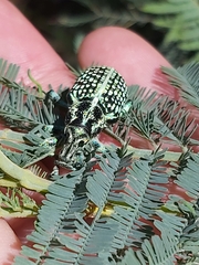 Chrysolopus spectabilis