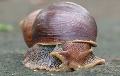 Lissachatina immaculata