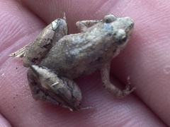 Microhyla mukhlesuri