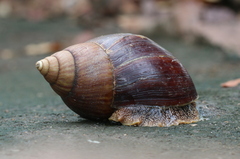 Lissachatina immaculata