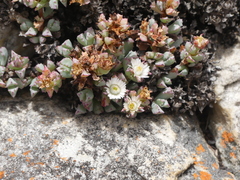 Oscularia deltoides