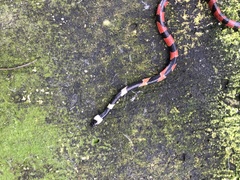 Oxyrhopus petolarius