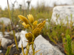Eulophia ustulata
