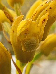 Eulophia ustulata