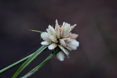Cyperus niveus leucocephalus