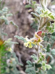 Xanthosia