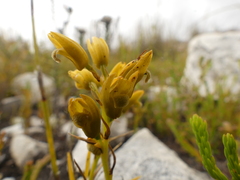 Eulophia ustulata