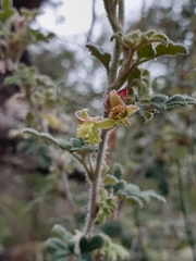 Xanthosia