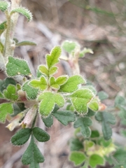 Xanthosia