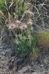 Pulsatilla rubra