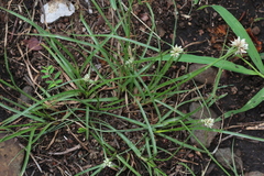 Cyperus niveus leucocephalus