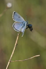 Pseudophilotes baton