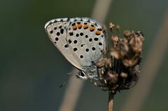 Pseudophilotes baton