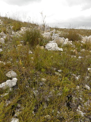 Aspalathus oblongifolia