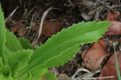Kalanchoe lanceolata