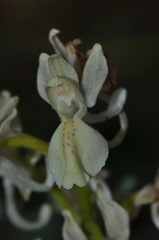 Orchis provincialis
