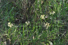 Orchis provincialis