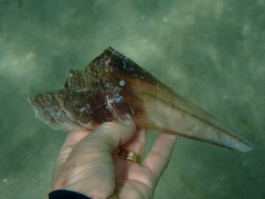 Pinna bicolor