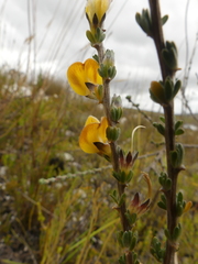 Aspalathus oblongifolia
