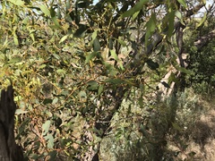 Eucalyptus socialis