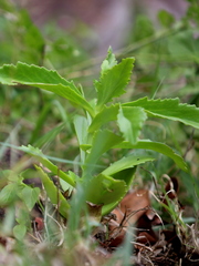 Kalanchoe lanceolata