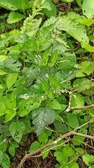 Stachytarpheta cayennensis
