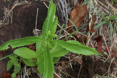 Kalanchoe lanceolata
