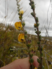 Aspalathus oblongifolia