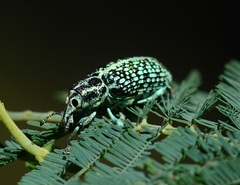 Chrysolopus spectabilis