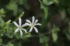 Jasminum fluminense