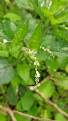 Stachytarpheta cayennensis
