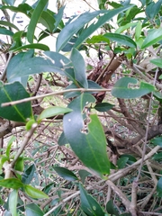 Chionanthus foveolatus