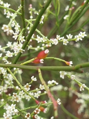 Santalaceae