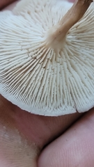 Lentinellus micheneri