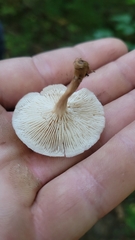 Lentinellus micheneri