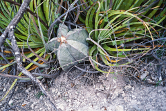 Astrophytum myriostigma