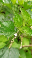 Stachytarpheta cayennensis