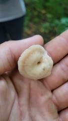 Lentinellus micheneri