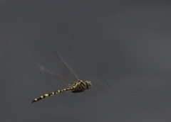 Hemicordulia intermedia