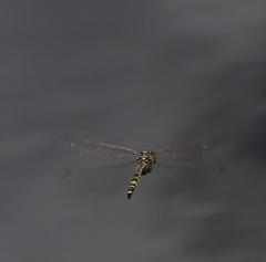 Hemicordulia intermedia