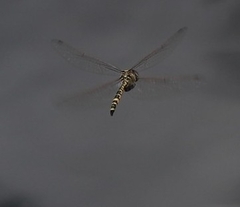 Hemicordulia intermedia