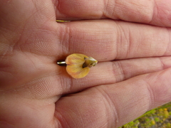 Aspalathus oblongifolia
