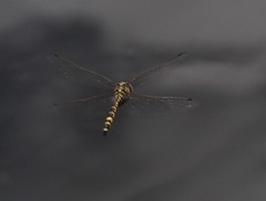 Hemicordulia intermedia